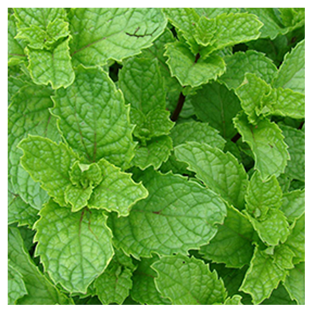 Spearmint flavour